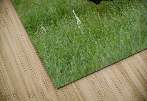 bird on buffalo Nick Welch puzzle