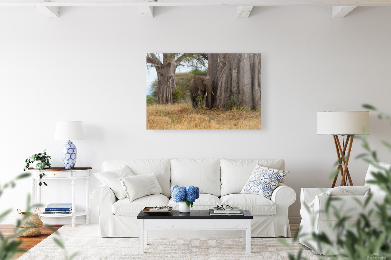 Elephant with Baobab  Reproduction