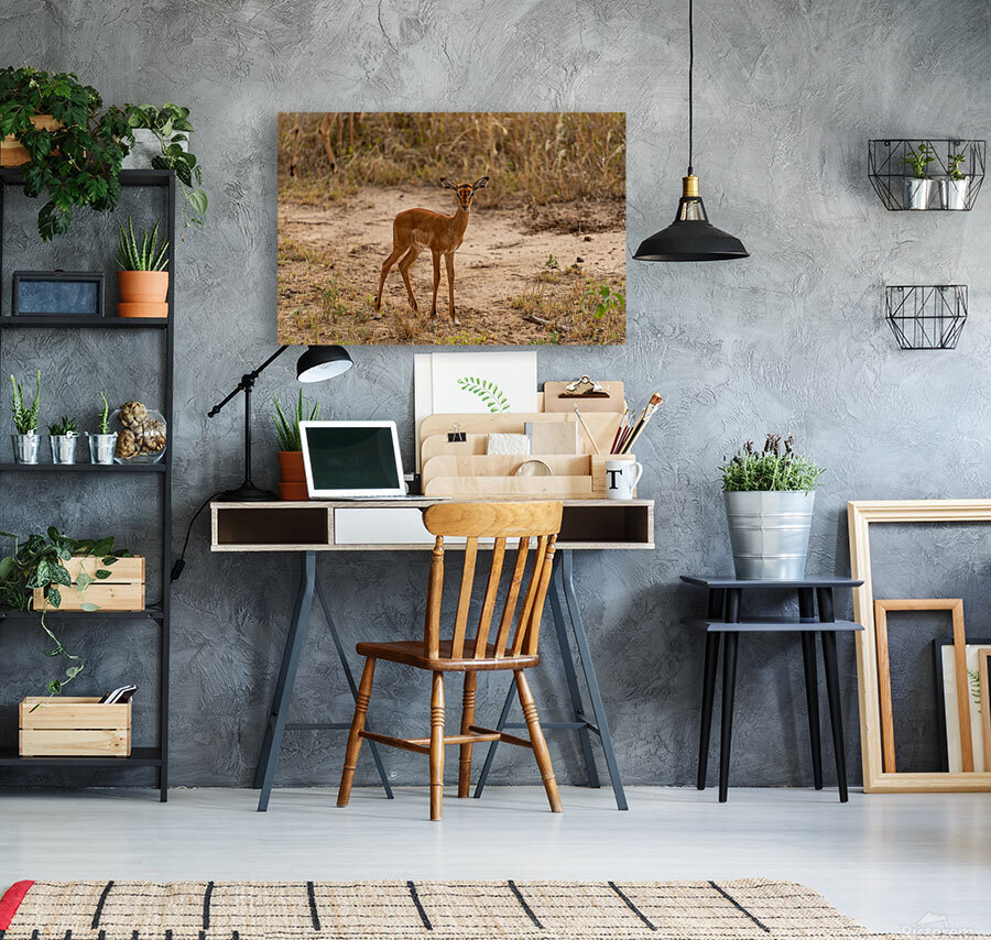 Safari Animals 13 Reproduction