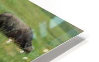 bird on buffalo HD Metal print