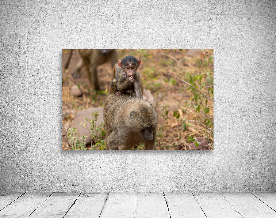 riding baboon Wall Preview