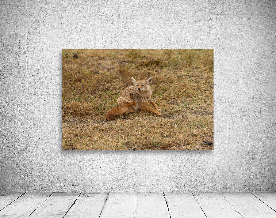 Sleepy Jackal 8 Wall Preview