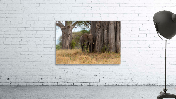 Elephant with Baobab  Wall Preview