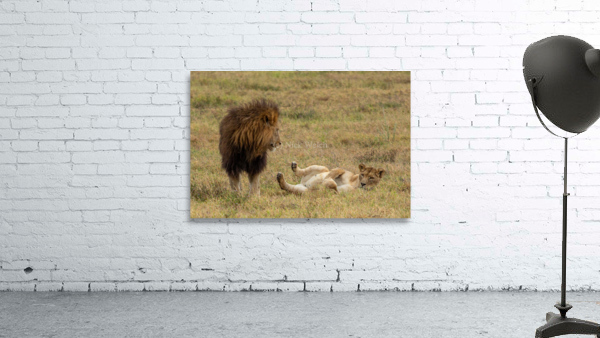 Lion couple 3 Wall Preview