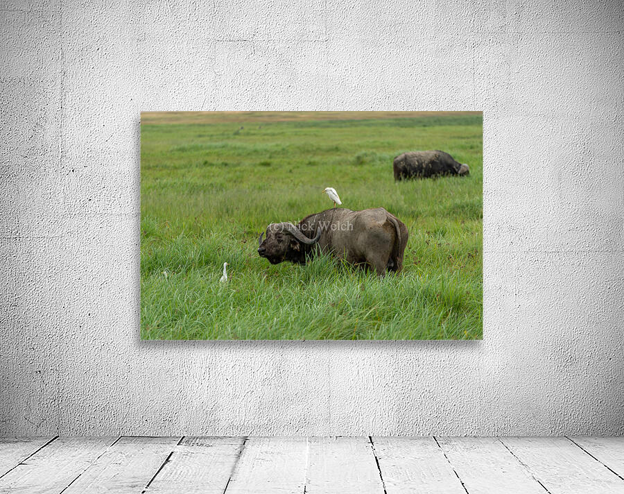 bird on buffalo Wall Preview