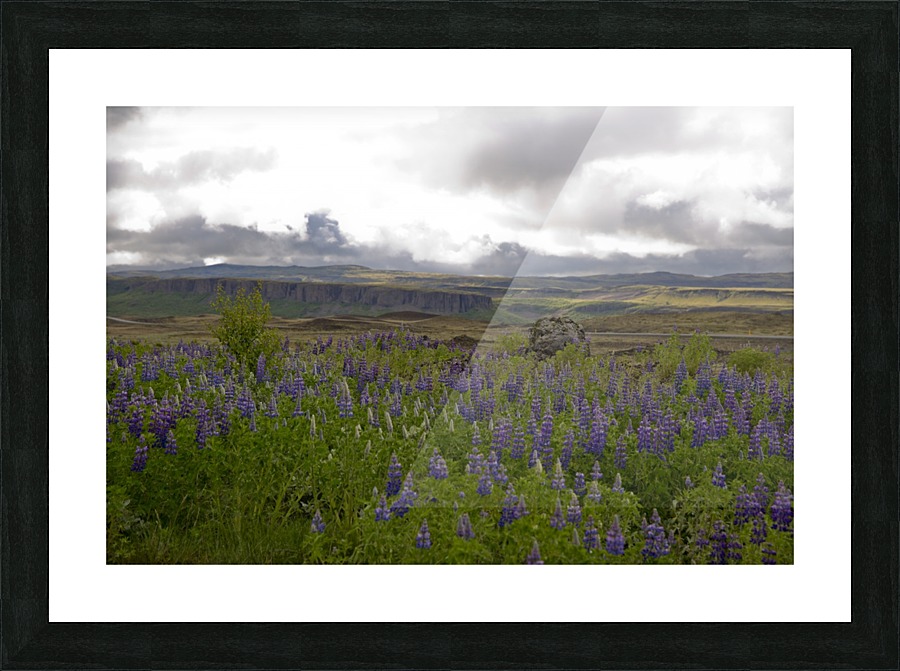 Iceland in Bloom Picture Frame print