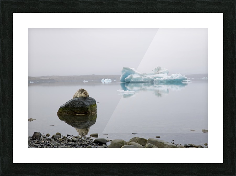 A Glacial Nap Picture Frame print