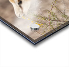 Springbok 1 Acrylic print