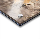 Springbok 2 Acrylic print