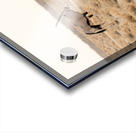 Oryx 2 Acrylic print