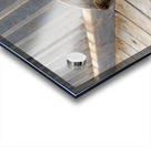 Cape Cross Seal 1 Acrylic print