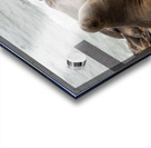 Cape Cross Seal 2 Acrylic print