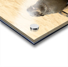 Cape Cross Seal 3 Impression Acrylique