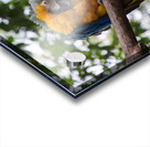 Macaws 1 Acrylic print