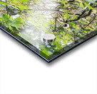 Boat-Billed Heron 1 Acrylic print