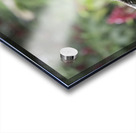 Green Iguana 1 Acrylic print