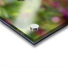 Bee & Flower 1 Acrylic print