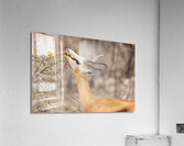 Springbok 1 Acrylic Print