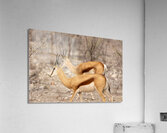 Springbok 2 Acrylic Print