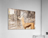 Springbok 3 Impression acrylique