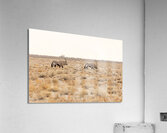 Oryx 1 Acrylic Print