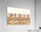 Oryx 2 Acrylic Print