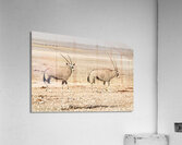 Oryx 3 Acrylic Print