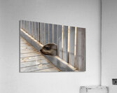 Cape Cross Seal 1 Acrylic Print