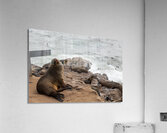 Cape Cross Seal 2 Acrylic Print