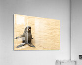 Cape Cross Seal 3 Impression acrylique