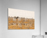 Zebra 1 Acrylic Print