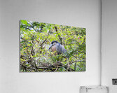 Boat-Billed Heron 1 Acrylic Print