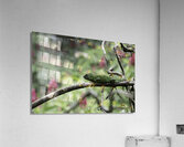 Green Iguana 1 Acrylic Print