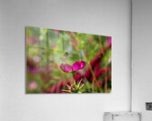 Bee & Flower 1 Acrylic Print