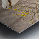 Springbok 1 Metal print