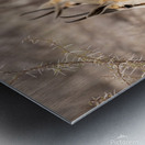 Springbok 2 Metal print