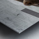 Cape Cross Seal 2 Metal print