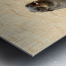 Cape Cross Seal 3 Impression metal