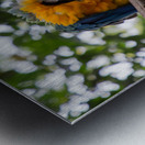 Macaws 1 Metal print