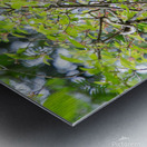 Boat-Billed Heron 1 Metal print