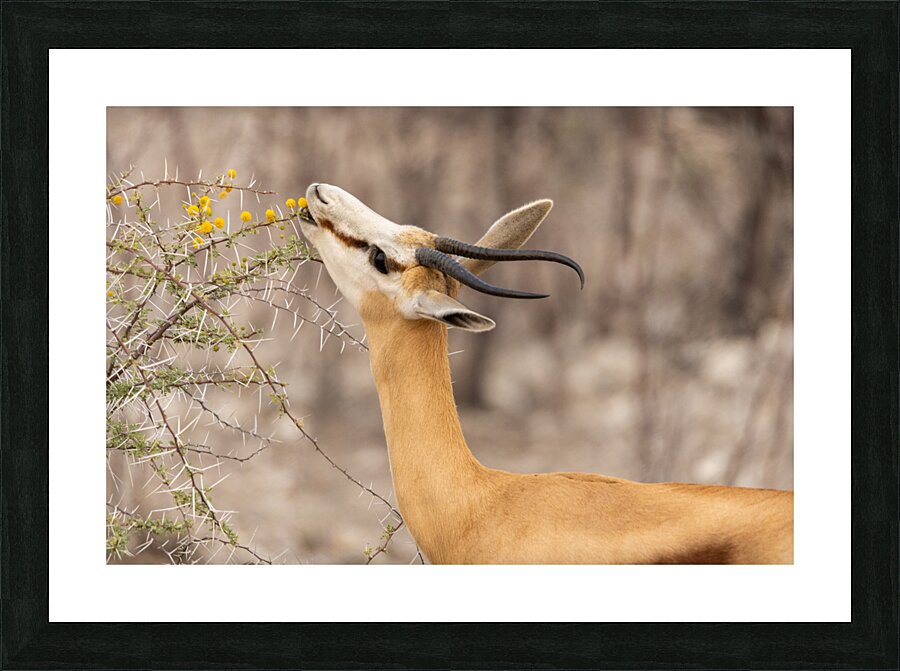 Springbok 1 Picture Frame print
