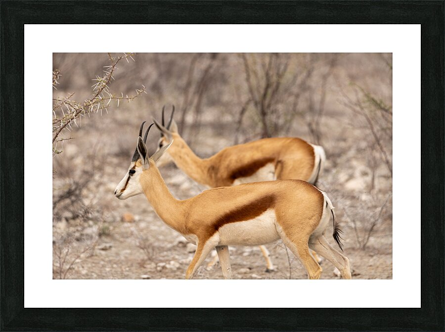 Springbok 2 Picture Frame print