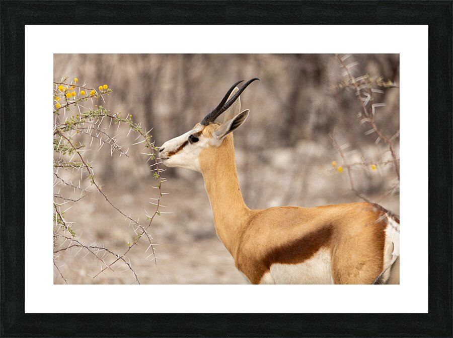 Springbok 3 Impression et Cadre photo