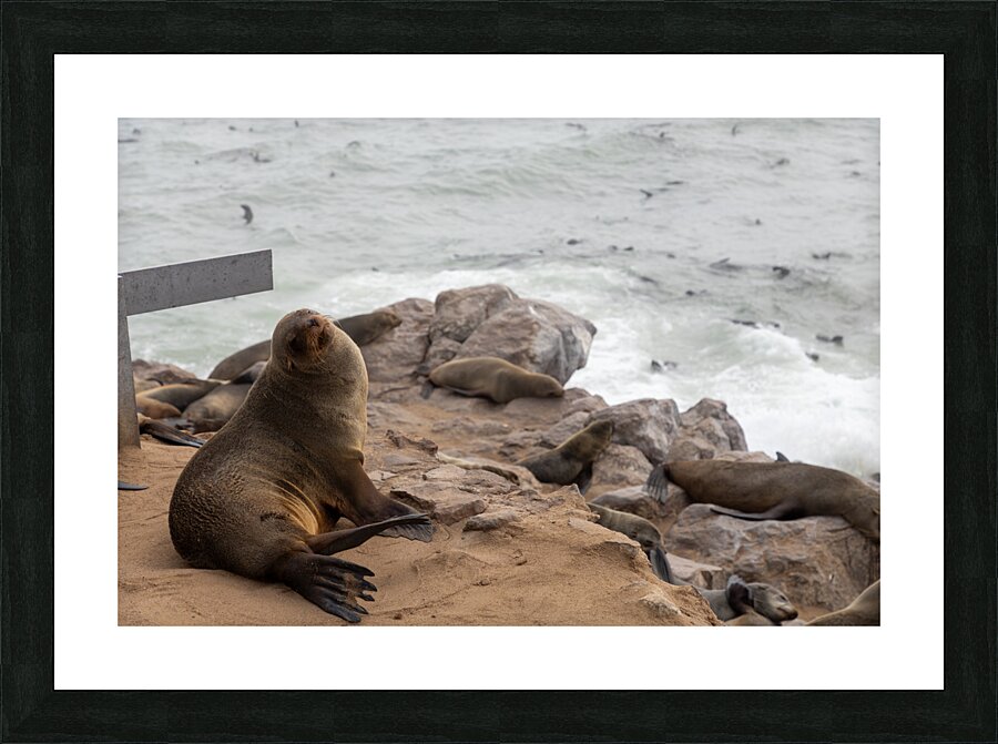 Cape Cross Seal 2 Picture Frame print