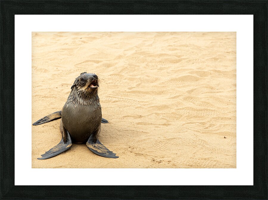 Cape Cross Seal 3 Impression et Cadre photo