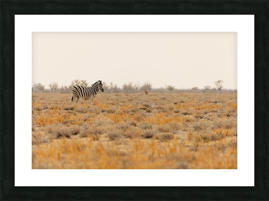 Zebra 1 Picture Frame print