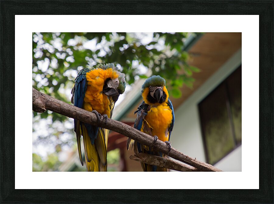 Macaws 1 Picture Frame print