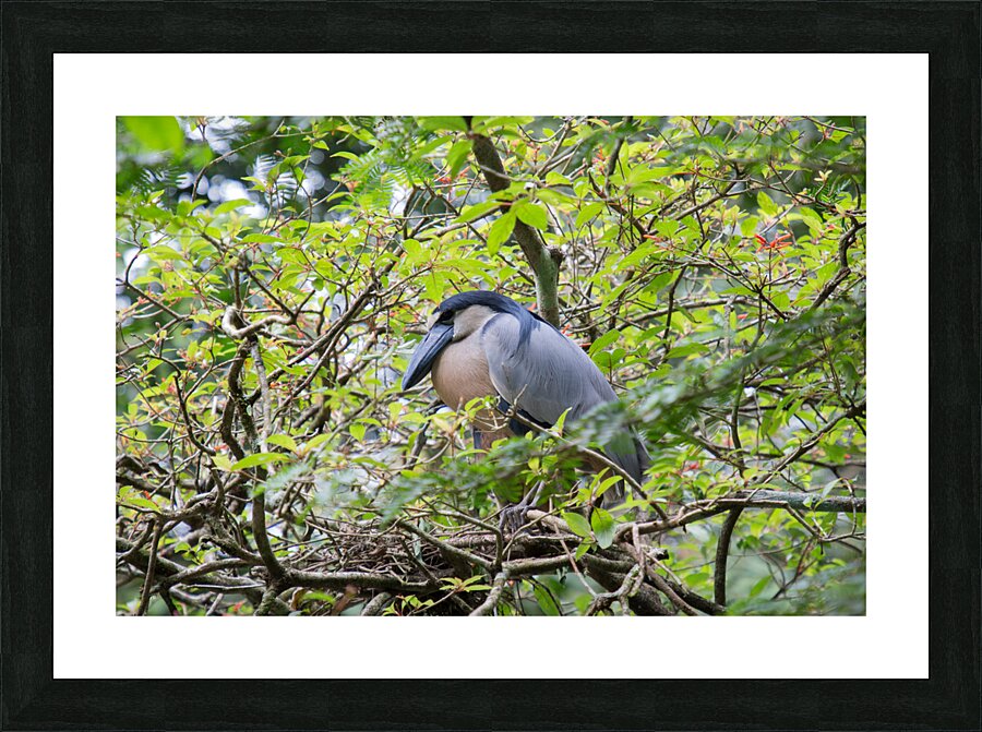 Boat-Billed Heron 1 Picture Frame print