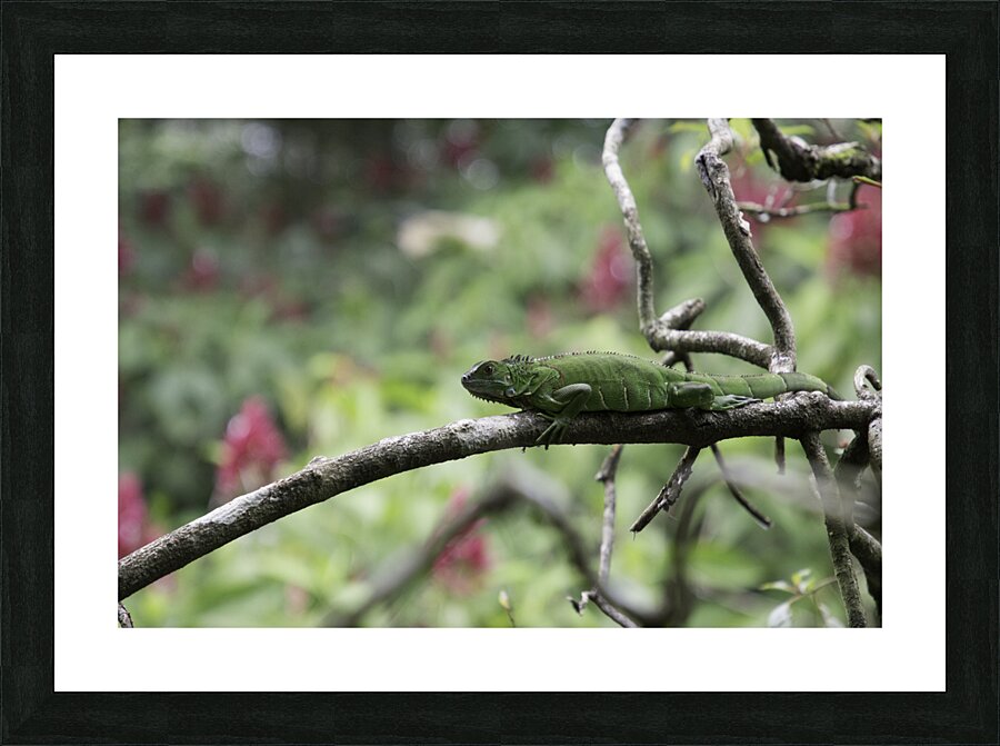 Green Iguana 1 Picture Frame print