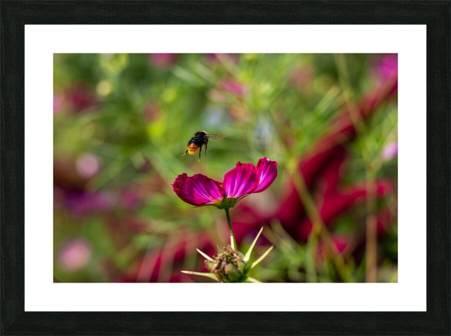 Bee & Flower 1 Picture Frame print